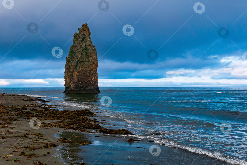 Скачать морской пейзаж Кунашира, океанский берег с огромной вертикальной скалой в воде и дикий пляж с выброшенными морем водорослями фотосток Ozero