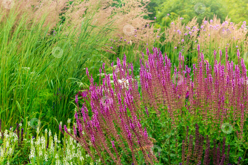 Скачать фон - клумба с различными цветами и травами, ландшафтный дизайн фотосток Ozero