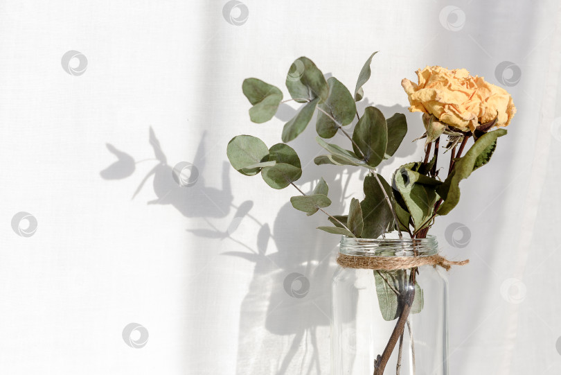 Скачать Сухие желтые розы в стеклянной банке на белом фоне - длинные тени на стене фотосток Ozero