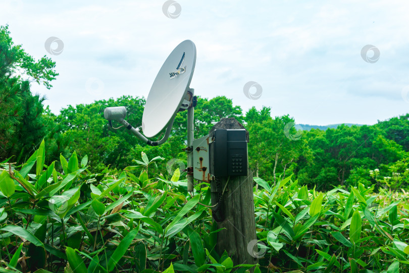 Скачать общественный спутниковый телефон для экстренной связи среди бамбуковых зарослей в дикой местности заповедника фотосток Ozero