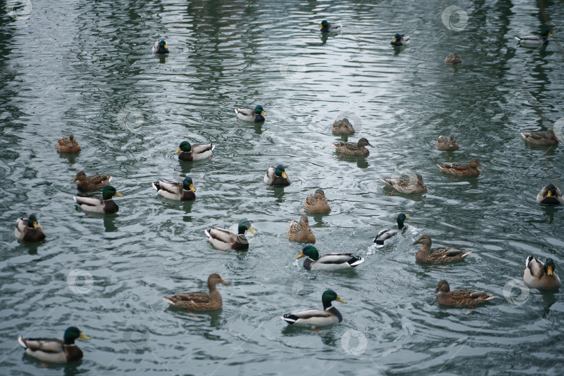 Скачать утки плавают в воде фотосток Ozero