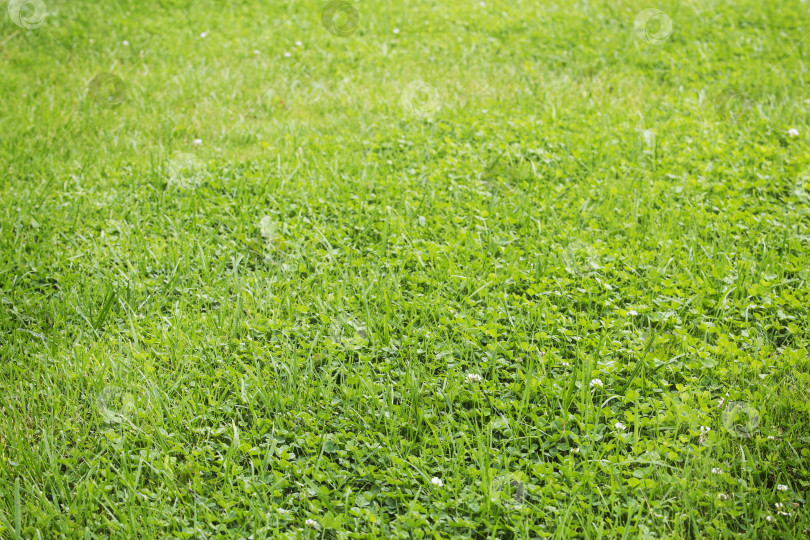 Скачать зеленая трава для фона фотосток Ozero