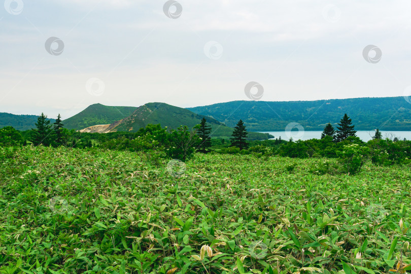 Скачать природный ландшафт острова Кунашир, вид на кальдеру вулкана Головнин с горячим озером, заросли бамбука саса и карликовых сосен фотосток Ozero
