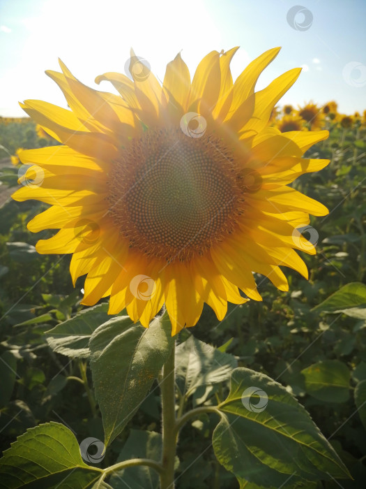 Скачать Солнечный подсолнух фотосток Ozero