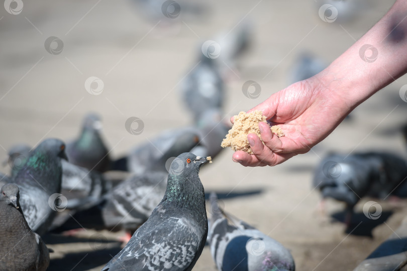 Скачать птицы и представление о дикой природе - голуби едят хлебные крошки с человеческой руки фотосток Ozero