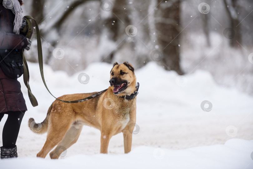 Скачать Женщина с собакой на поводке гуляет зимой фотосток Ozero