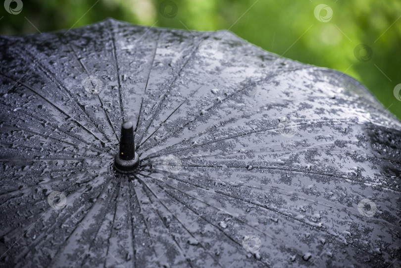 Скачать Большой черный зонт в каплях дождя на фоне зеленой травы. Крупный план фотосток Ozero