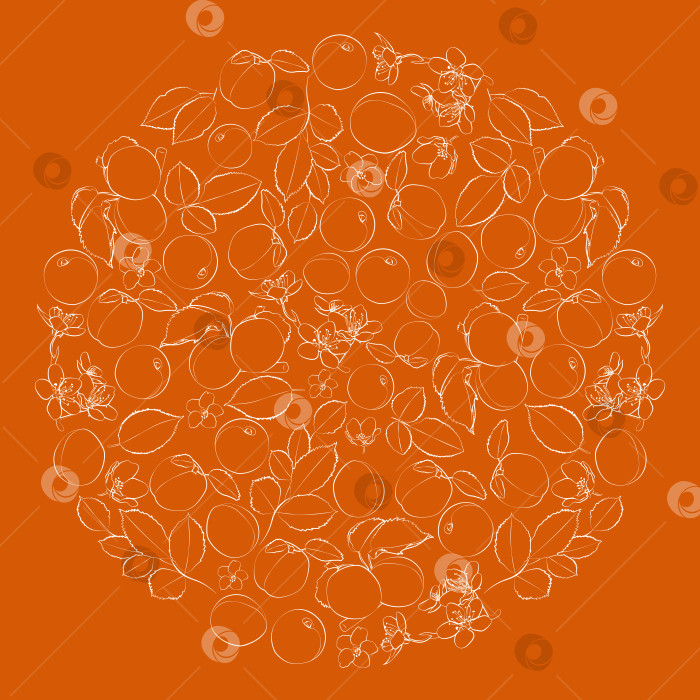 Скачать Белый контур абрикосов на оранжевом фоне по кругу. Векторная графика фотосток Ozero