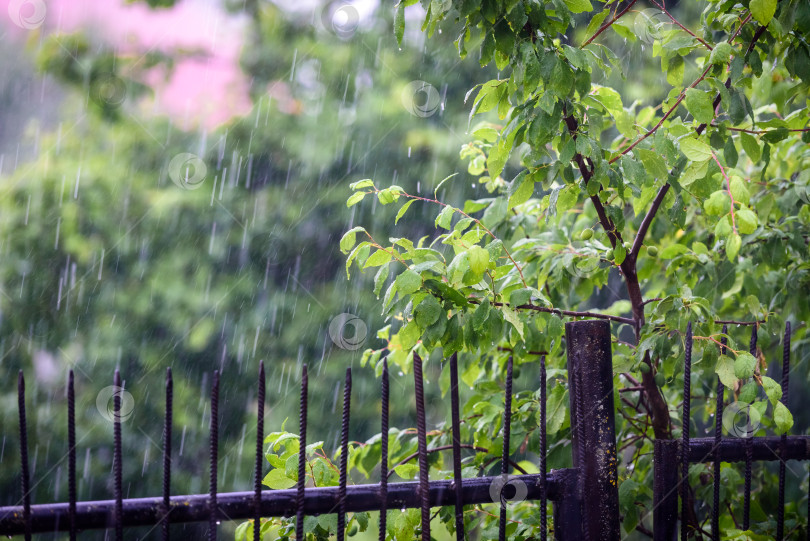 Скачать Дождь падает на ветви растений фотосток Ozero