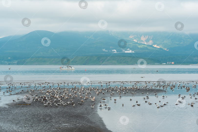 Скачать чайки на отмели во время отлива на фоне морской бухты с туманным вулканом вдалеке, пейзаж близ города Южно-Курильск на острове Кунашир. фотосток Ozero