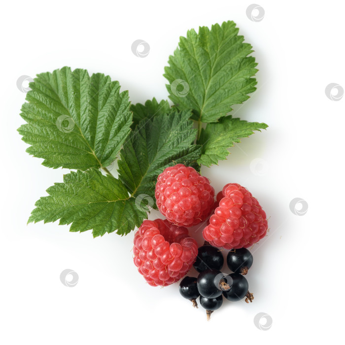 Скачать различные свежие ягоды, выделенные на белом фоне фотосток Ozero