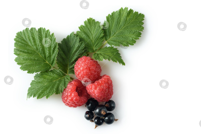 Скачать различные свежие ягоды, выделенные на белом фоне фотосток Ozero