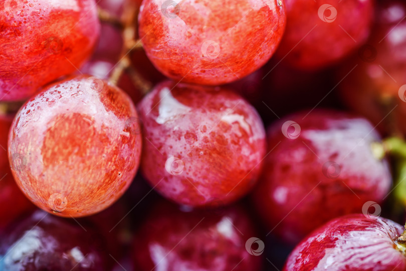 Скачать Макро из свежего красного винограда с каплями воды фотосток Ozero
