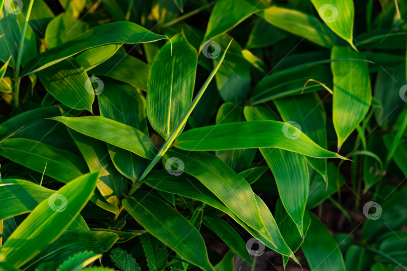 Скачать листья молодого широколистного бамбука саса фотосток Ozero