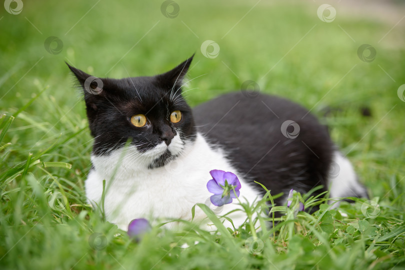 Скачать красивая кошка лежит в траве фотосток Ozero