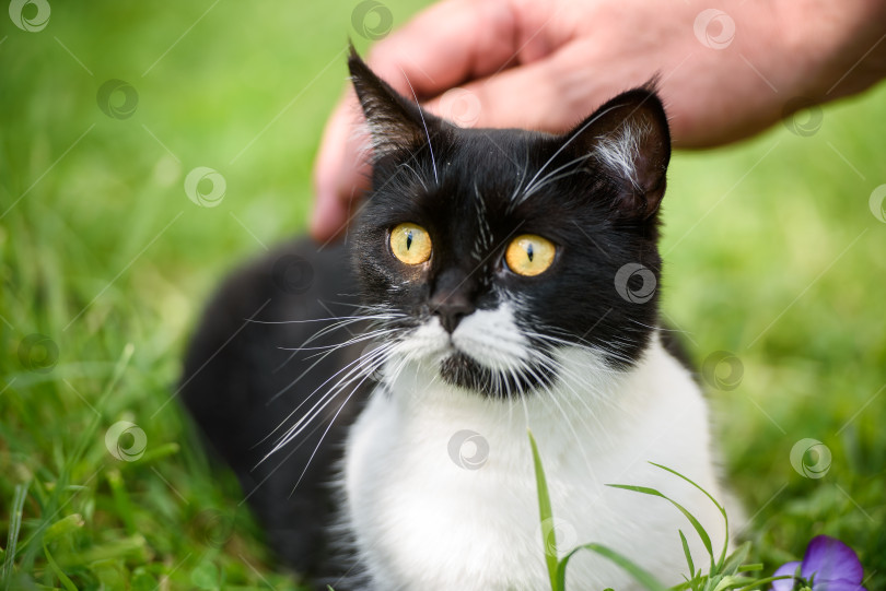 Скачать Рука хозяина гладит кошку в зеленой траве фотосток Ozero