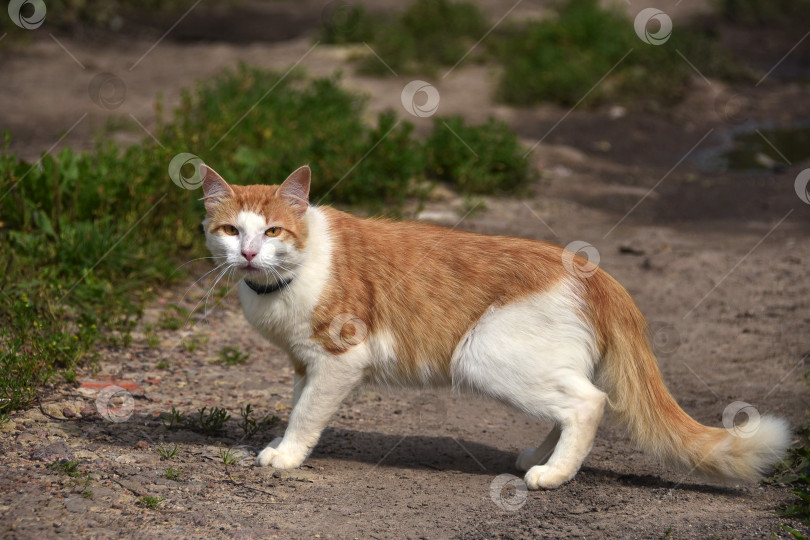 Скачать Рыжий большой кот на улице в траве фотосток Ozero