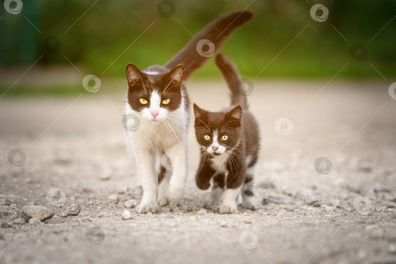 Скачать Бездомная кошка-мать с котенком фотосток Ozero