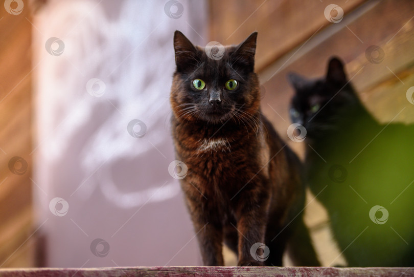 Скачать Две черные кошки во дворе дома фотосток Ozero
