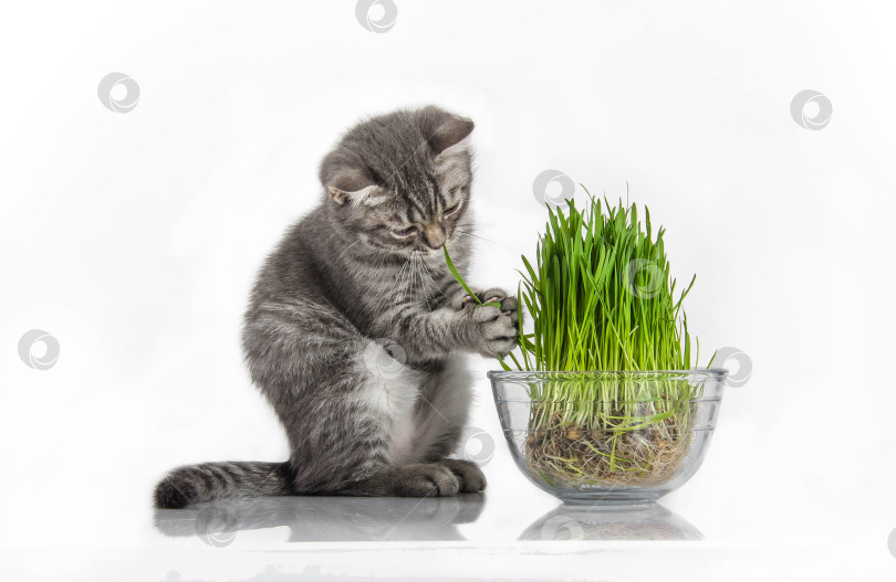 Скачать Британский котенок забавно ест траву фотосток Ozero