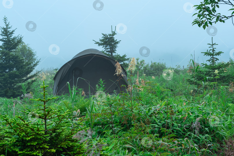 Скачать туристическая палатка среди растительности в туманном утреннем пейзаже фотосток Ozero