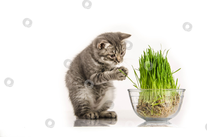 Скачать Британский котенок забавно ест траву фотосток Ozero
