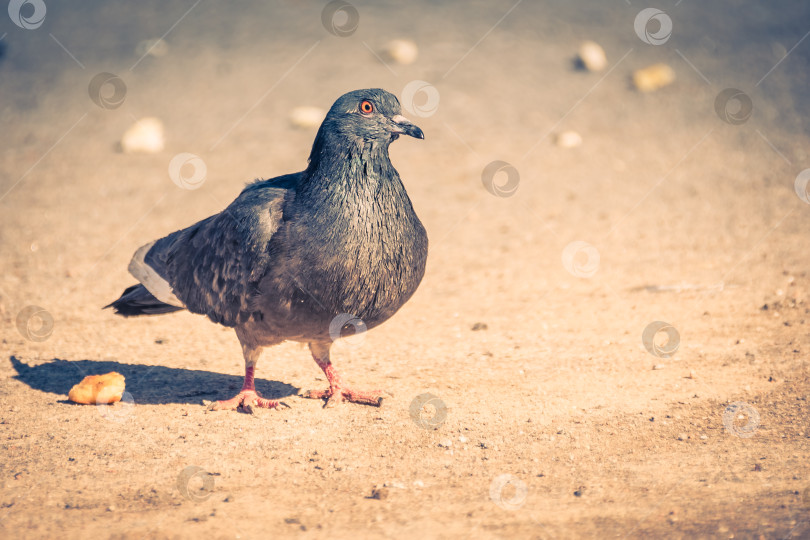 Скачать городской голубь прогуливается по весенней улице фотосток Ozero