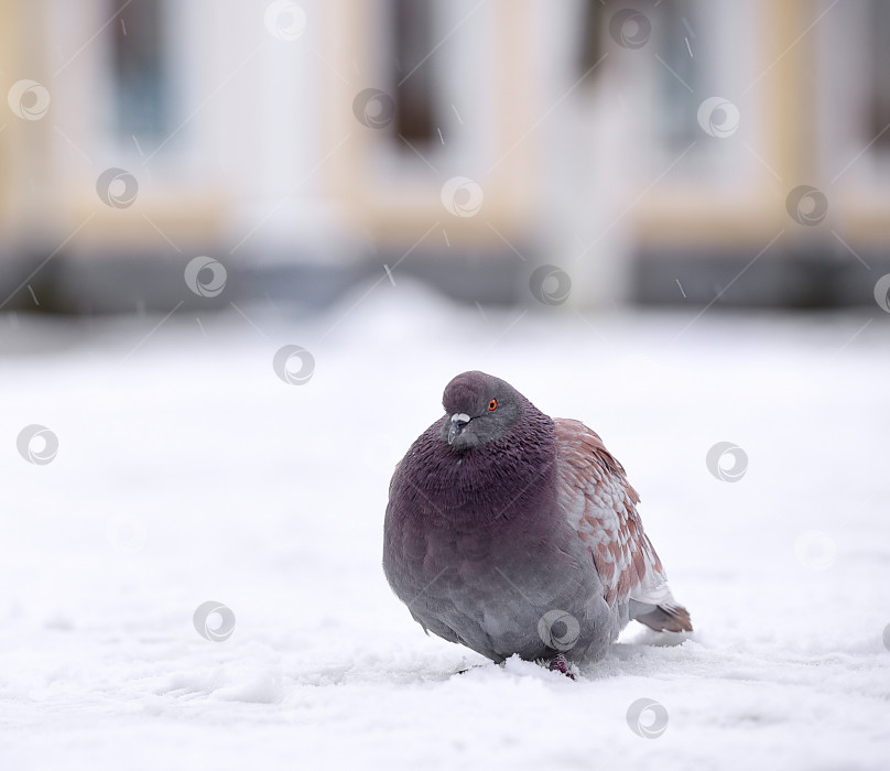 Скачать Голубь в зимнем городе фотосток Ozero