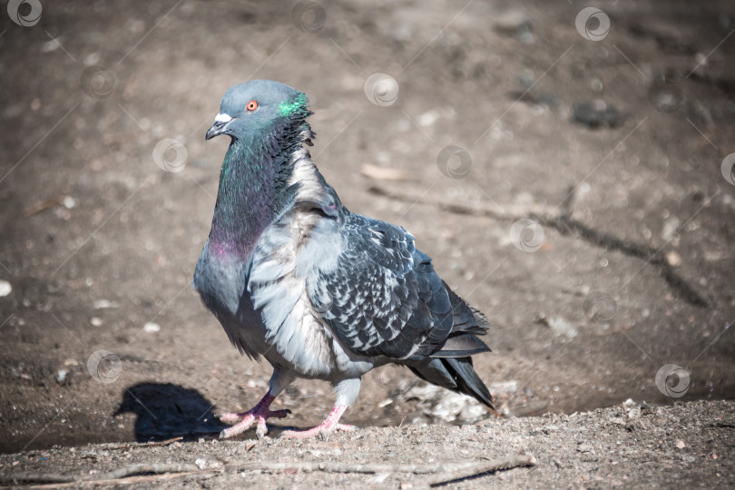 Скачать взъерошенный городской голубь прогуливается по весенней улице фотосток Ozero