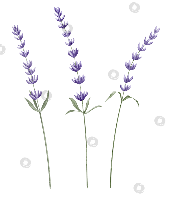 Скачать Акварельный набор "Цветы лаванды". Нарисованная от руки иллюстрация прованских трав на белом изолированном фоне. Рисунок сиреневого букета для поздравительных открыток или свадебных приглашений. Цветочный клипарт из лавандулы фотосток Ozero