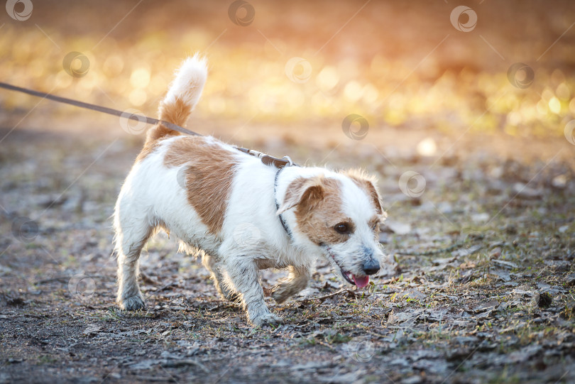 Скачать собака во время прогулки на поводке в парке фотосток Ozero