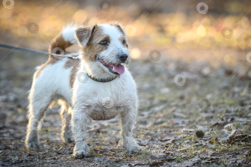 Скачать собака во время прогулки на поводке в парке фотосток Ozero