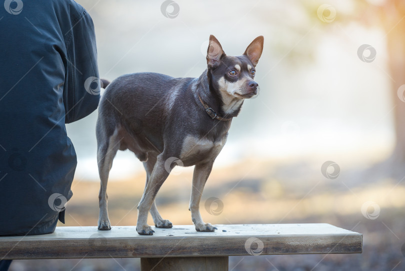 Скачать собака со своим хозяином на скамейке, видно сзади. фотосток Ozero