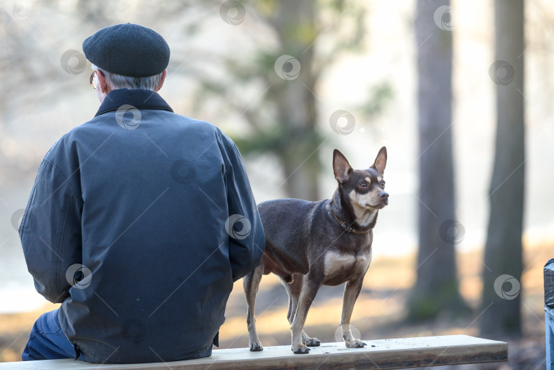Скачать собака со своим хозяином на скамейке, видно сзади. фотосток Ozero