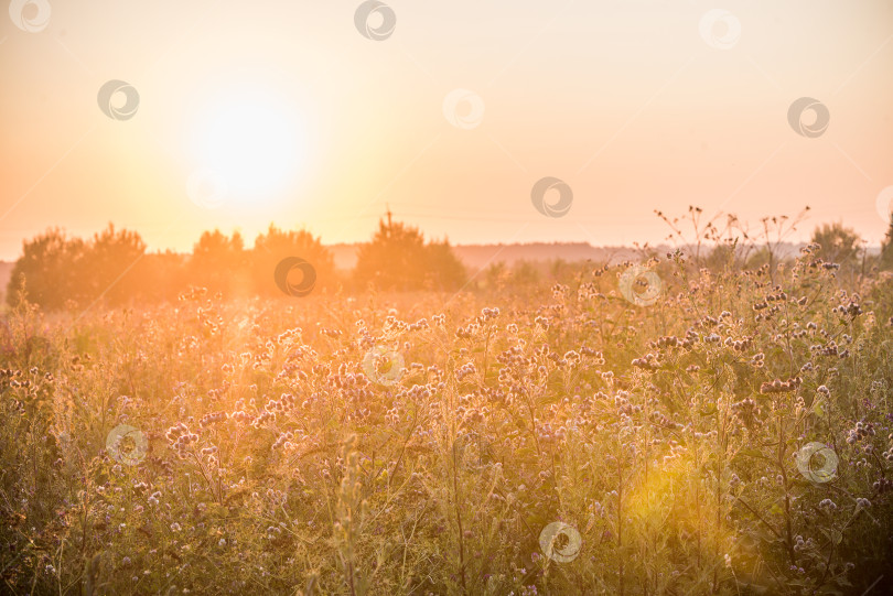 Скачать Поле на закате с золотистой травой, солнечное фотосток Ozero
