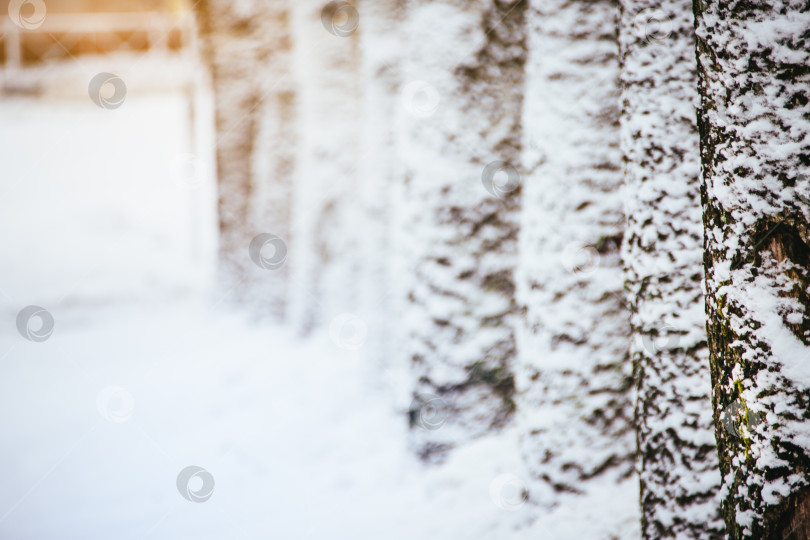 Скачать Деревья в зимнем парке - крупным планом. фотосток Ozero