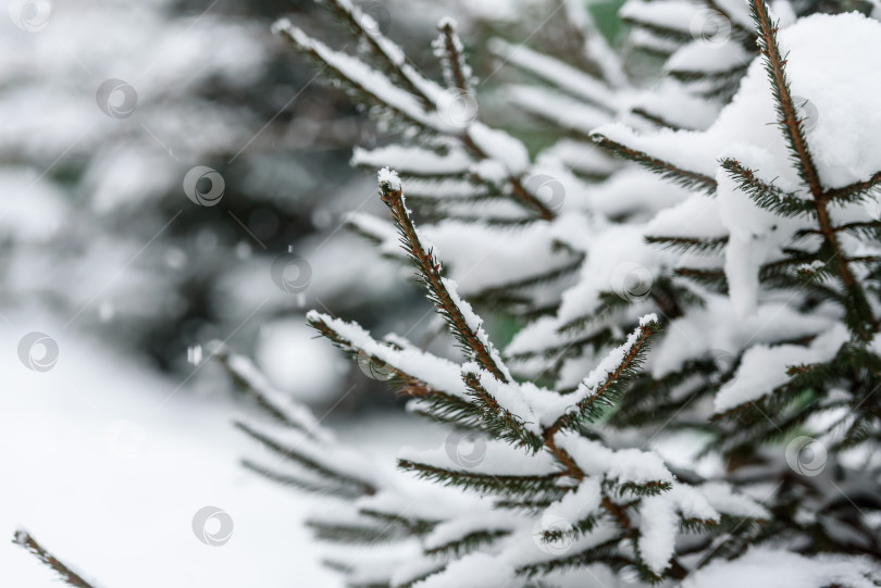 Скачать Падающий снег на фоне хвойного дерева крупным планом - деревенский зимний пейзаж фотосток Ozero