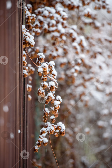 Скачать Засохшие растения на заборе в зимнем саду под снегом. фотосток Ozero