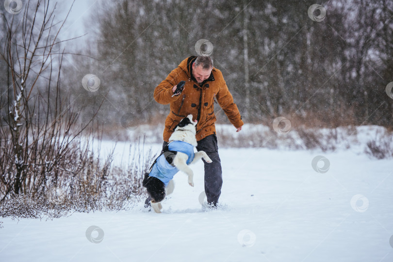 Скачать Владелец выгуливает свою собаку в послеоперационной повязке в снежную зимнюю погоду. фотосток Ozero