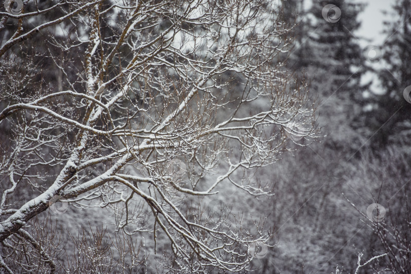 Скачать Зимний природный пейзаж - волшебные ветви деревьев под снегом фотосток Ozero