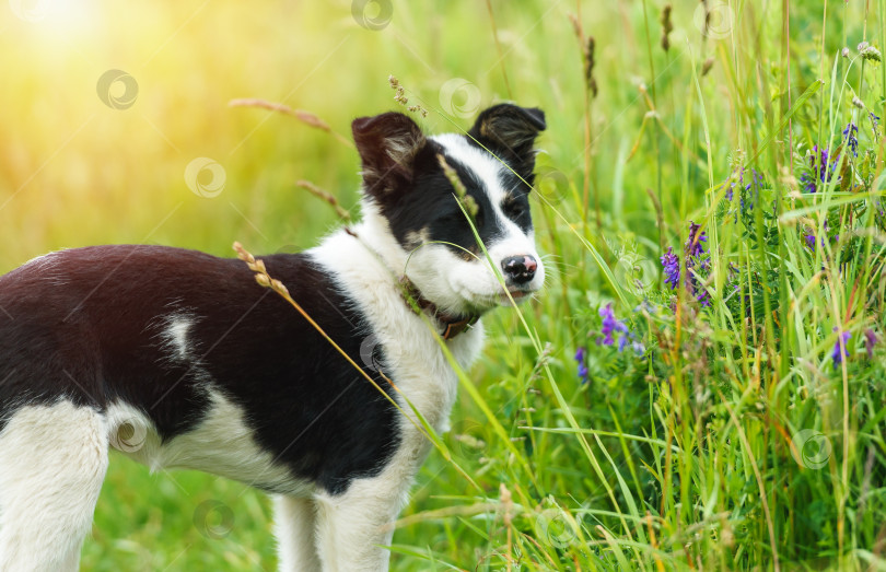 Скачать Счастливый молодой щенок в траве солнечным летним днем фотосток Ozero