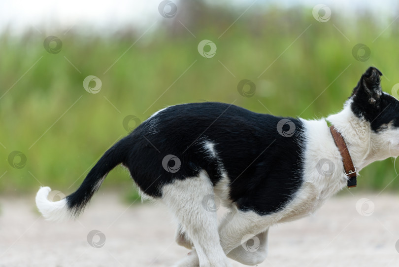 Скачать Бегущий молодой щенок собаки - лапы крупным планом. фотосток Ozero