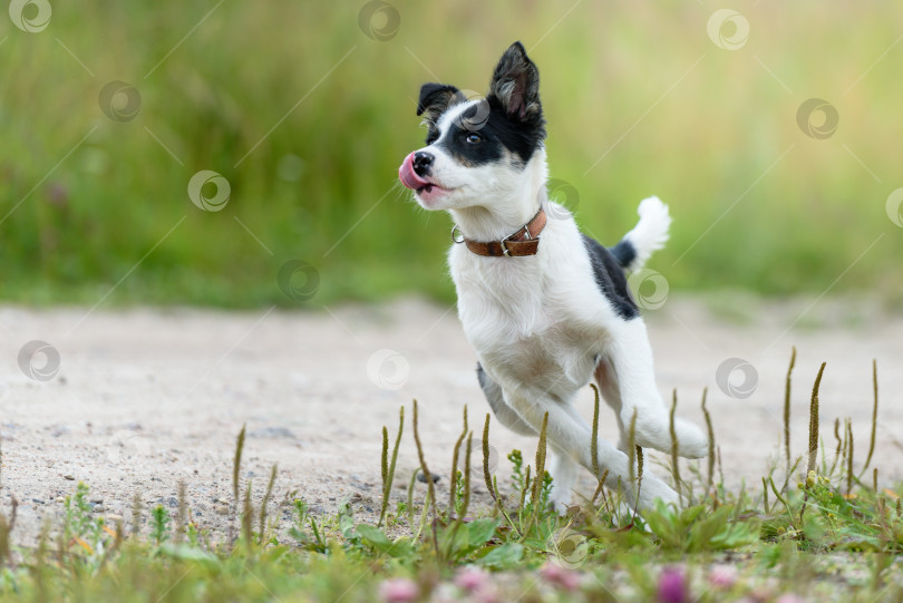 Скачать Счастливый молодой щенок в траве солнечным летним днем фотосток Ozero
