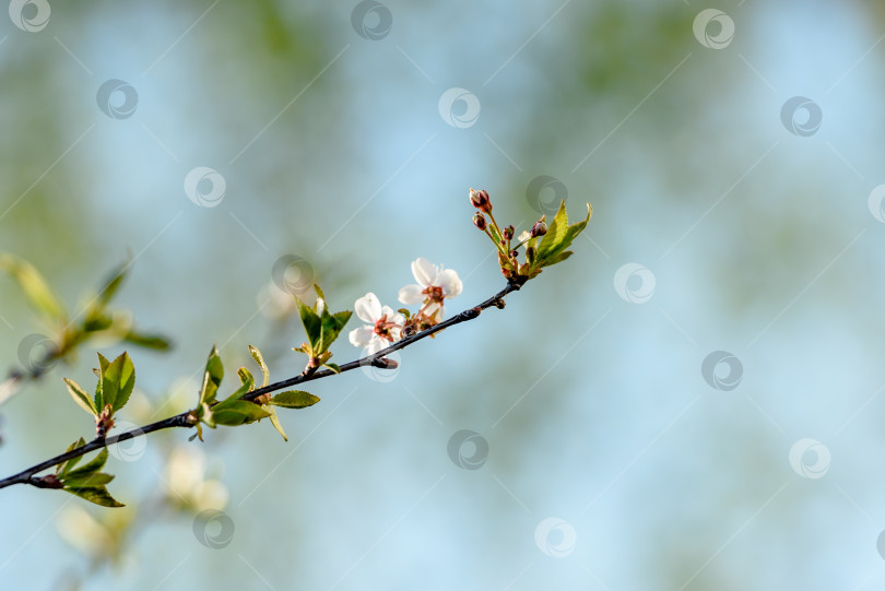 Скачать Цветущая вишня. Ветка цветущего дерева. фотосток Ozero