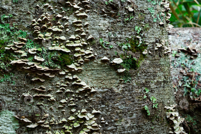 Скачать древесные грибы, мох и лишайники на коре дерева, фон, текстура фотосток Ozero