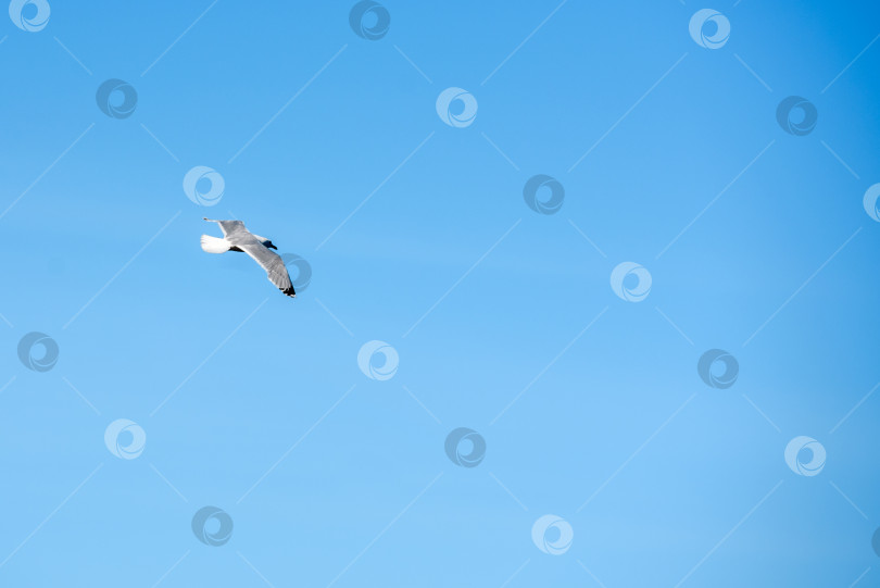 Скачать Чайка парит в небе. фотосток Ozero