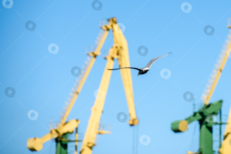 Скачать Чайка, летящая на фоне портовых кранов - крупный план фотосток Ozero