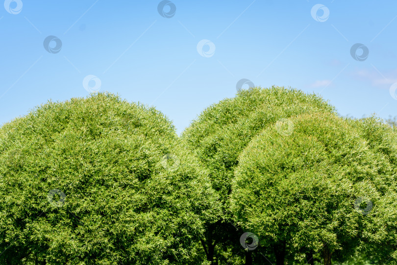 Скачать Ярко-зеленые верхушки сосен на фоне голубого неба фотосток Ozero