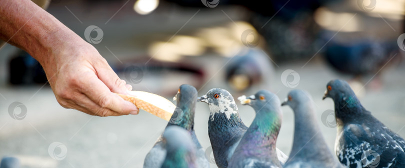 Скачать Городские голуби едят с рук человека. Закрыть. Панорама. фотосток Ozero