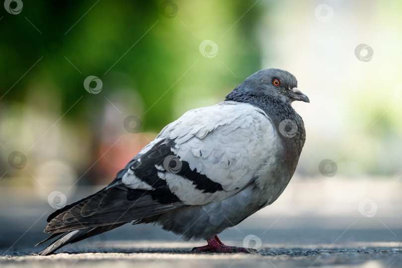 Скачать Голубовато-серый городской голубь (columba livia domestica) сидит на мощеном тротуаре фотосток Ozero